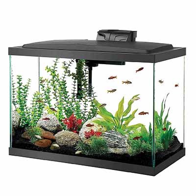best 20 gallon fish tank